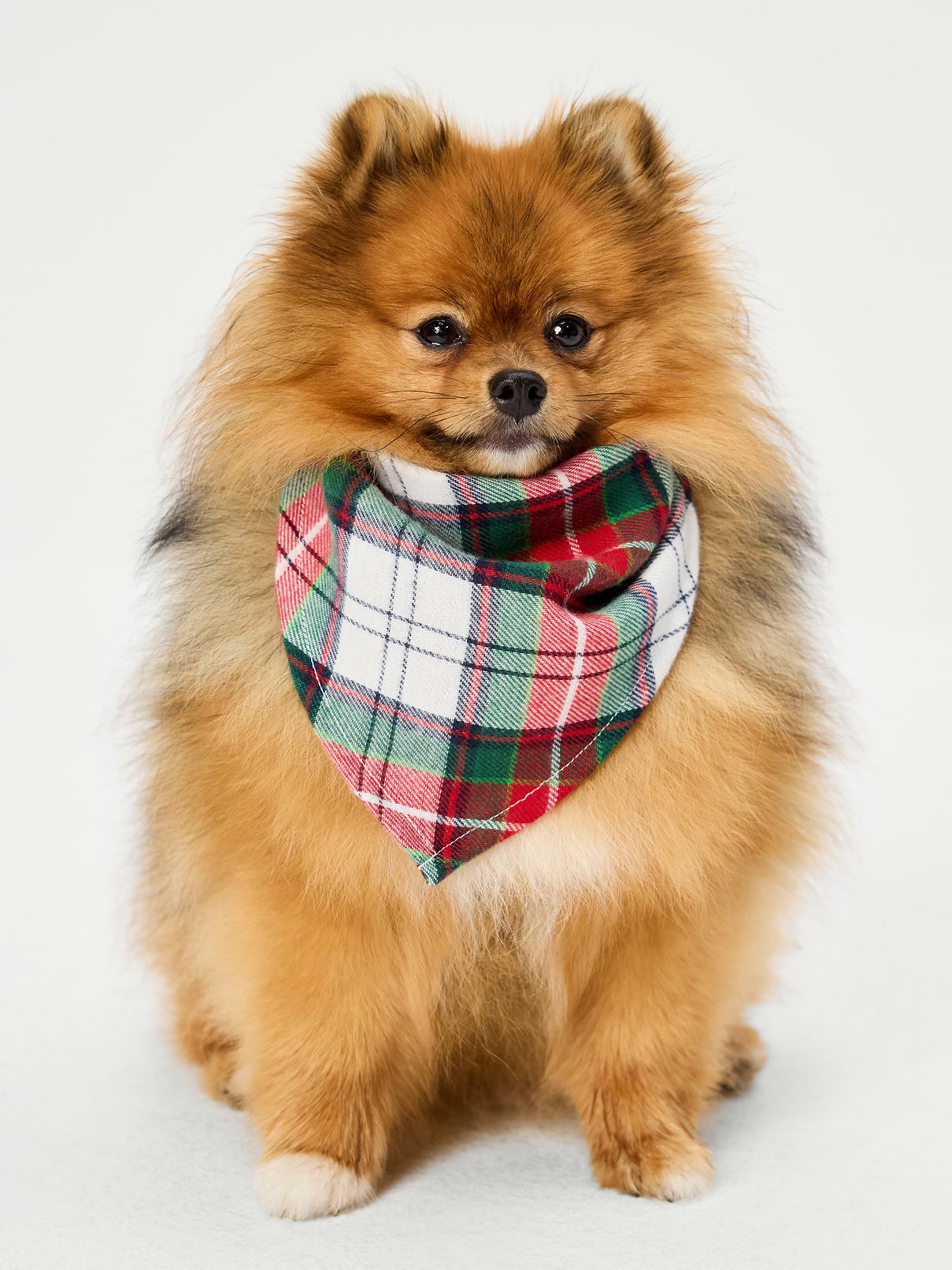 Image 1 of 1, bandana for dogs and cats, easily adjustable for a safe, comfortable fit, Product #915300