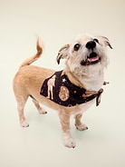 Image 1 of 3, bandana for dogs and cats, easily adjustable for a safe, comfortable fit, © & ™ Lucasfilm, Ltd, Product #915301