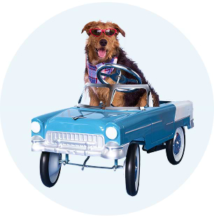 Image of a dog sitting in a blue car.