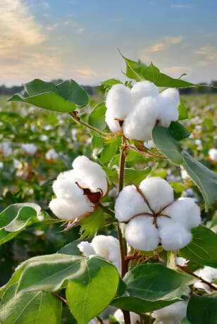 Shoppable Outfit image