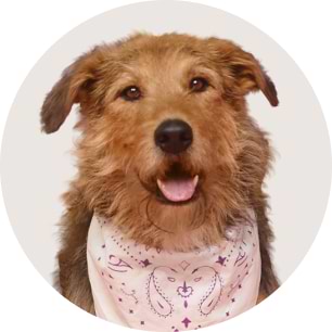 Happy shaggy brown dog wearing a white patterned bandana.