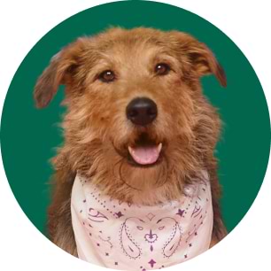 Brown, shaggy-haired dog wearing a white patterned bandana, smiling against a green background.